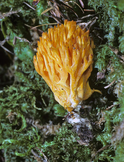 Ramariopsis crocea